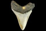 Fossil Megalodon Tooth - North Carolina #109894-2